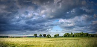 La productividad de la agricultura mundial tendría que aumentar un 28 % esta década cereales