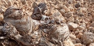 Reúnen firmas pidiendo soluciones para los daños por conejos a cultivos