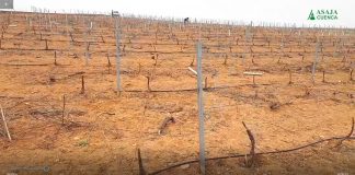 Vídeo. Los conejos siguen arrasando los cultivos daños conejos