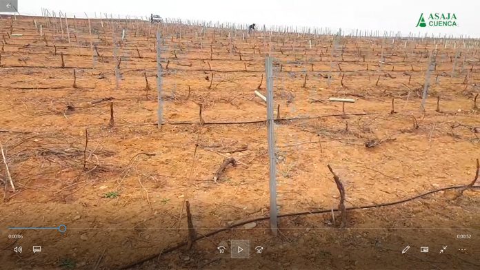 daños conejos daños conejos