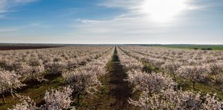 La floración del almendro trae un maravilloso espectáculo a Castilla-La Mancha