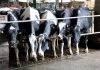 La industria láctea amenaza con una bajada de los precios de leche vacas de leche