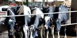“Hay que sacrificar vacas para pagar deudas”: La realidad del sector lácteo vacas de leche