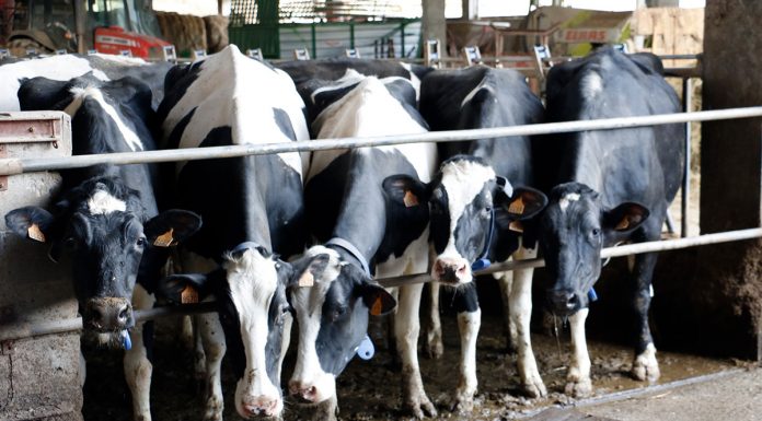 La industria láctea amenaza con una bajada de los precios de leche vacas de leche