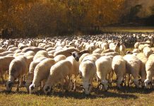 ¿Qué ayudas de la PAC están cobrando los ganaderos de Castilla-La Mancha estos días? rebaño de ovejas