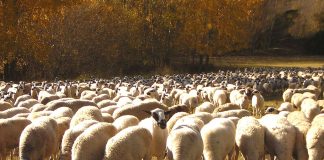 Andalucía, primera comunidad autónoma que flexibilizará los eco regímenes de la próxima PAC rebaño de ovejas