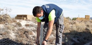 Los agricultores valoran como “un grave problema” los daños de los conejos en sus explotaciones