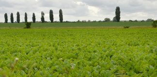 Pide a la industria que traslade a los productores de remolacha la subida del precio del azúcar remolacha