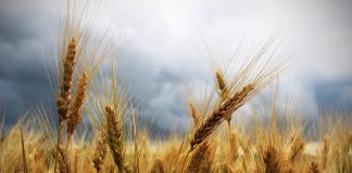 Sube el uso de semilla certificada en Castilla-La Mancha trigo