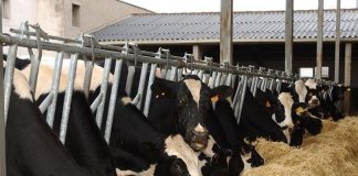 Los seguros pecuarios 2023 contemplan importantes novedades vacas