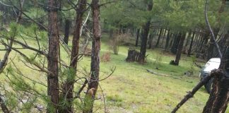 Nuevos ataques de lobos al ganado en Guadalajara