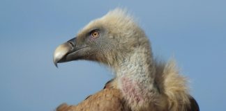 Los buitres leonados: sanitarios del campo