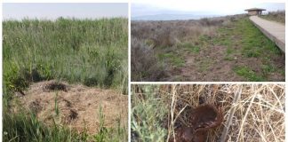 La sobreabundancia del jabalí amenaza la conservación de los humedales