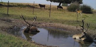 Desarrollan novedoso protocolo para mitigar riesgo de transmisión de patógenos entre fauna silvestre y ganado