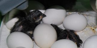 Impulsa reintroducción de la gallina negra castellana en el medio rural