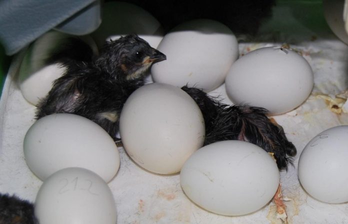 GALLINA NEGRA CASTELLANA