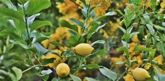 Actualizada la normativa para la prevención, control y erradicación de determinadas plagas que afectan a los cítricos