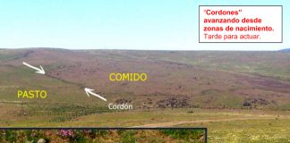 Advierten sobre los daños de las plagas de langostas a diversos cultivos y zonas de monte