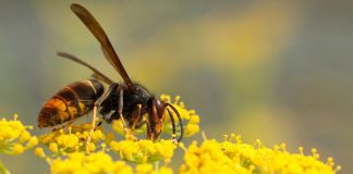 Las avispas asiáticas, una amenaza letal para el ecosistema