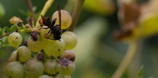 Jornada de formación sobre la gestión integral del avispón asiático avispon asiatico