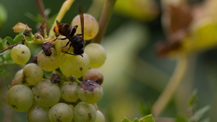 avispon asiatico