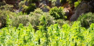 Legalización del cultivo del cannabis en Marruecos para usos farmacéuticos e industriales da tranquilidad a los agricultores cannabis