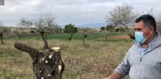 Vídeo. Daños de ‘Filomena’ en el olivar de La Alcarria conquense