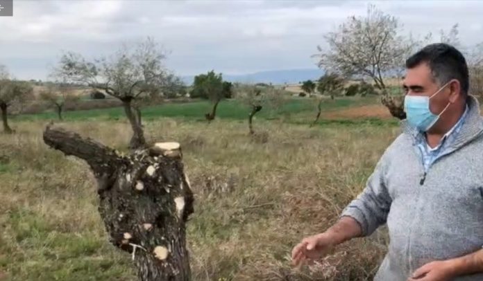 daños olivar cuenca