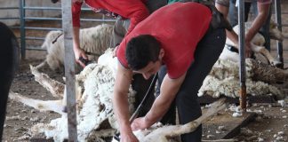El cierre de China a la lana española lleva a acumular toneladas sin destino fijo esquileo