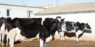 Esperanza con intención del Gobierno de prohibir las macrogranjas de vacuno