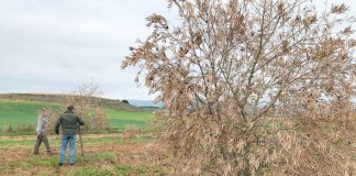 La producción de aceituna de La Alcarria conquense, en peligro