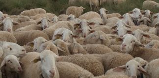 Lucas-Torres acusa al Gobierno de Castilla-La Mancha de “negligencia” por perder un año sin actuaciones frente a la lengua azul OVEJAS