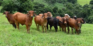 El ministro de Agricultura destaca los ecorregímenes de la PAC como ejemplo de sostenibilidad pastoreo
