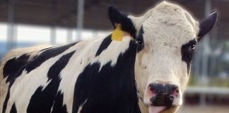 700 ganaderos de vacuno de leche han abandonado la actividad