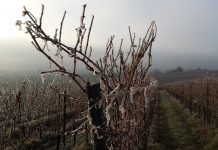 Vídeo. Los viticultores comienzan a confirmar los primeros daños por helada en sus explotaciones viñas heladas