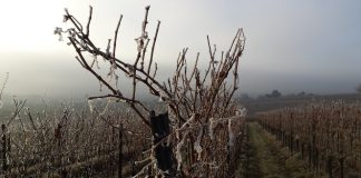 La mayoría de agricultores considera que el cambio climático ya afecta a su explotación viñas heladas