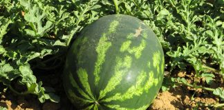 Califica la campaña actual de sandía de “ruinosa” sandía planta