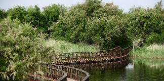 El Gobierno aprueba un trasvase desde el Tajo a la cuenca alta del Guadiana Tablas de Daimiel