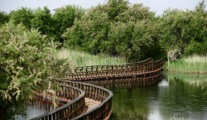 Tablas de Daimiel