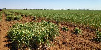 La campaña del ajo español comienza con calma