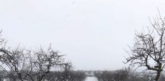 Denuncian que agricultores y ganaderos no han recibido aún ayudas aprobadas por temporal ‘Filomena’