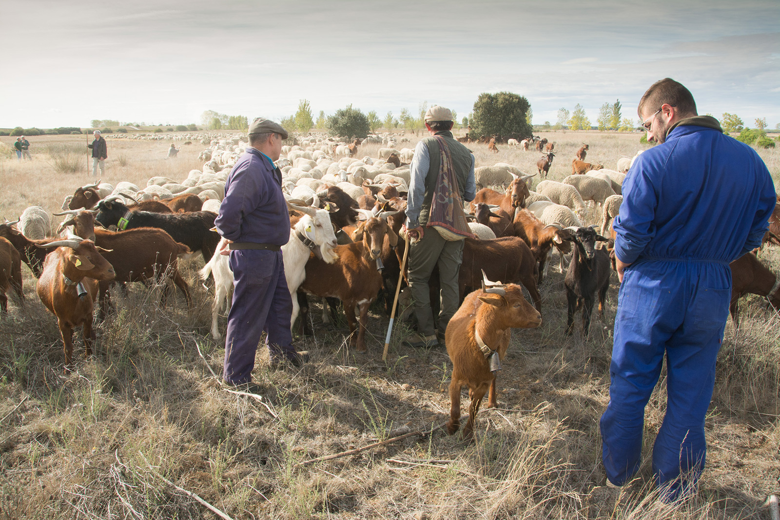 Piden que la nueva PAC una ayuda especial a los ganaderos