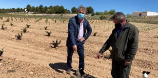 Pide al Gobierno de Castilla-La Mancha medidas urgentes para contener la plaga de conejos