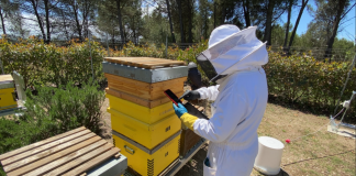 La avispa asiática supone una gran amenaza para la supervivencia de las abejas