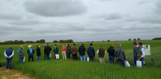 Trasladan la investigación de nuevas variedades a los agricultores