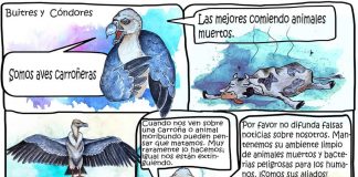 ¿Por qué acusamos a los buitres de ser “presuntos asesinos” de ganado?