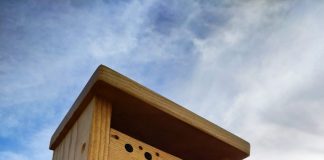 Cómo combatir la Xylella fastidiosa con ‘hoteles de insectos’