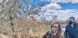 Pregunta dónde ayudas prometidas a agricultores afectados por borrasca ‘Filomena’