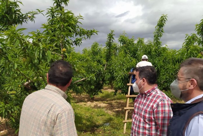 Moreno en Nava de Campaña (Hellín).1