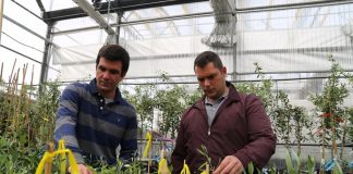 Injerto de olivos para combatir verticilosis no pasa la prueba en campo